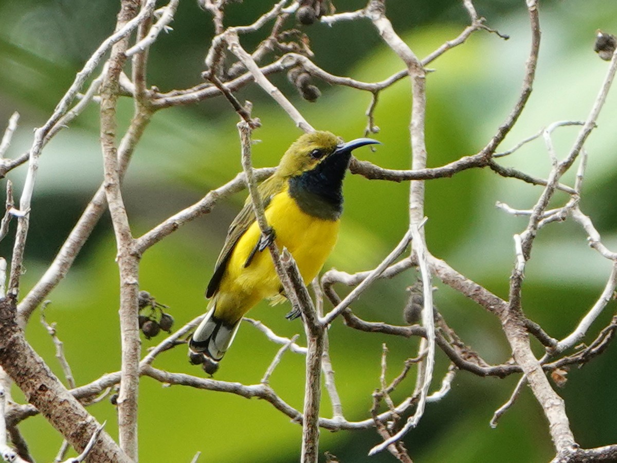 Sahul Sunbird - ML635304317