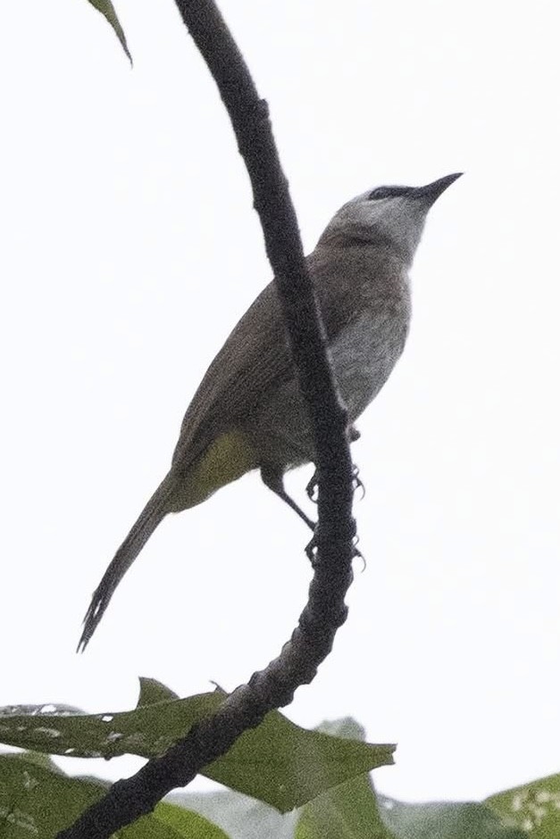 Yellow-vented Bulbul (Sunda) - ML635304366
