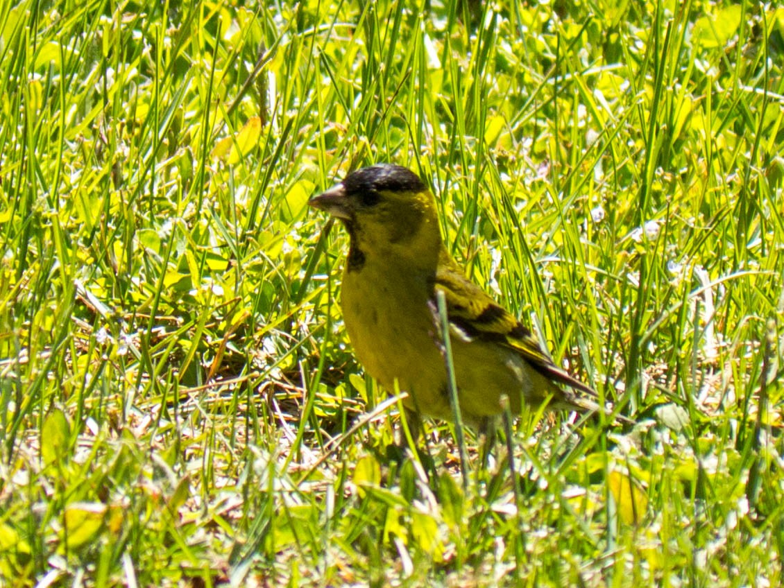 Black-chinned Siskin - ML635304390