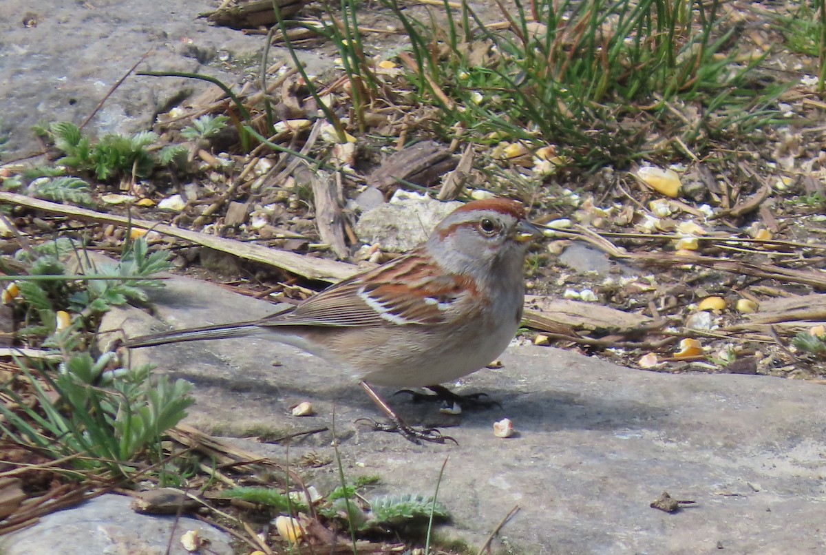 American Tree Sparrow - ML635304445