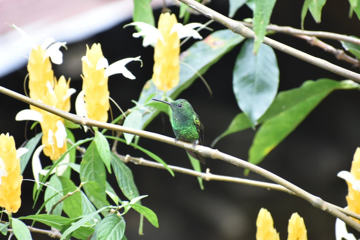 Colibri de Buffon (caeruleogaster) - ML635304485