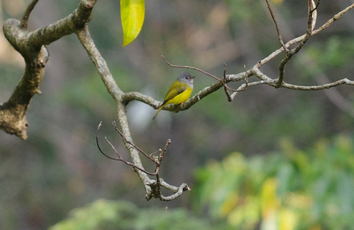 Gray-hooded Warbler - ML635304508