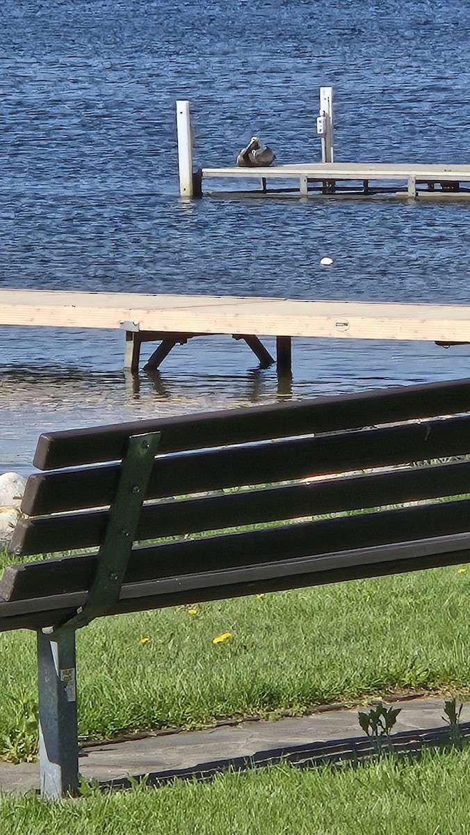 Brown Pelican - ML635304574