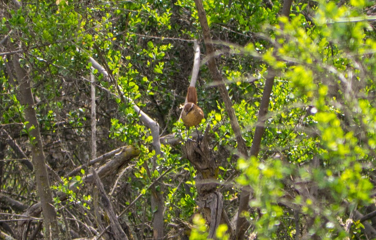 Dusky-tailed Canastero - ML635304619