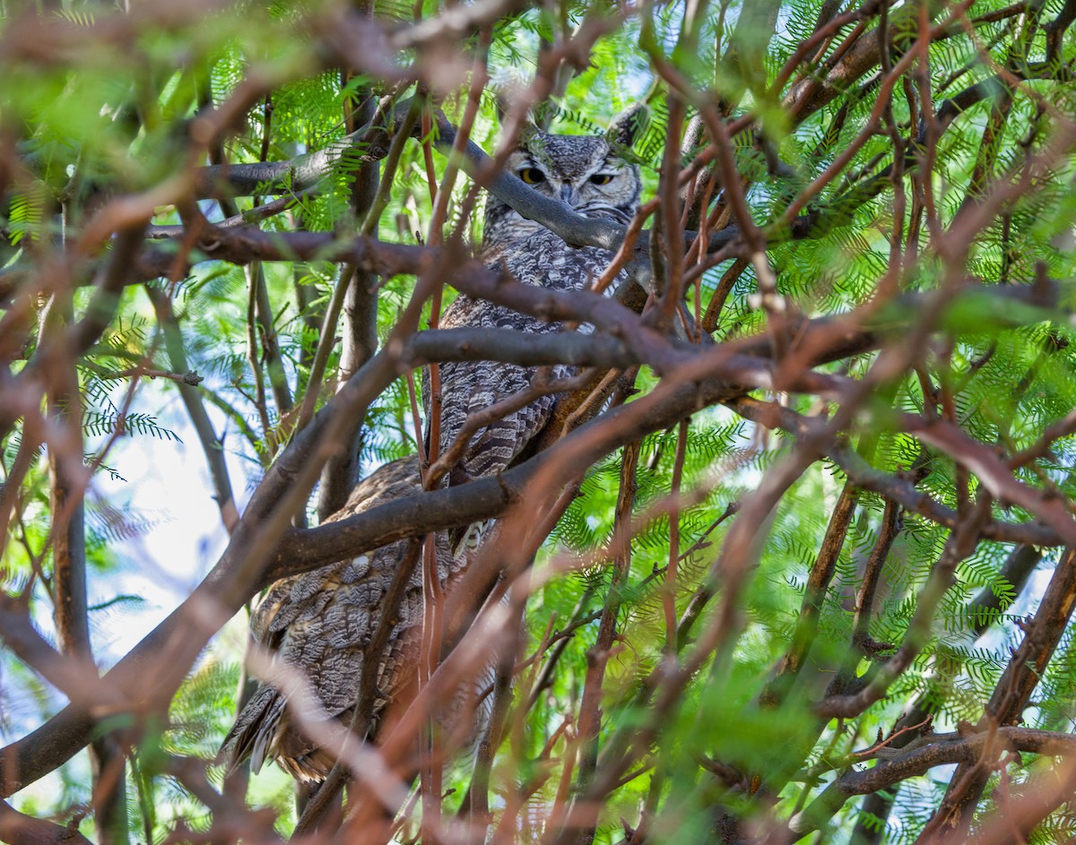Great Horned Owl - ML635304668