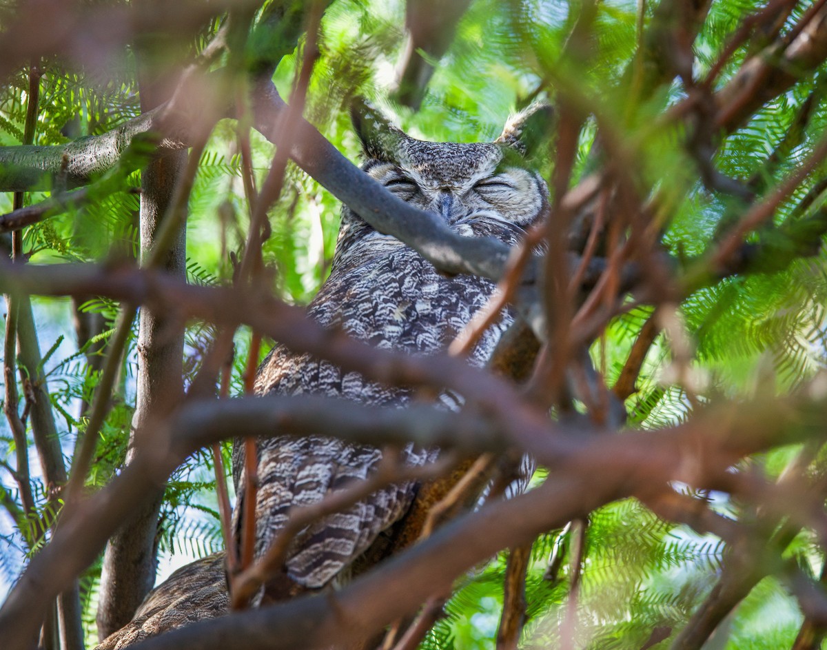 Great Horned Owl - ML635304669