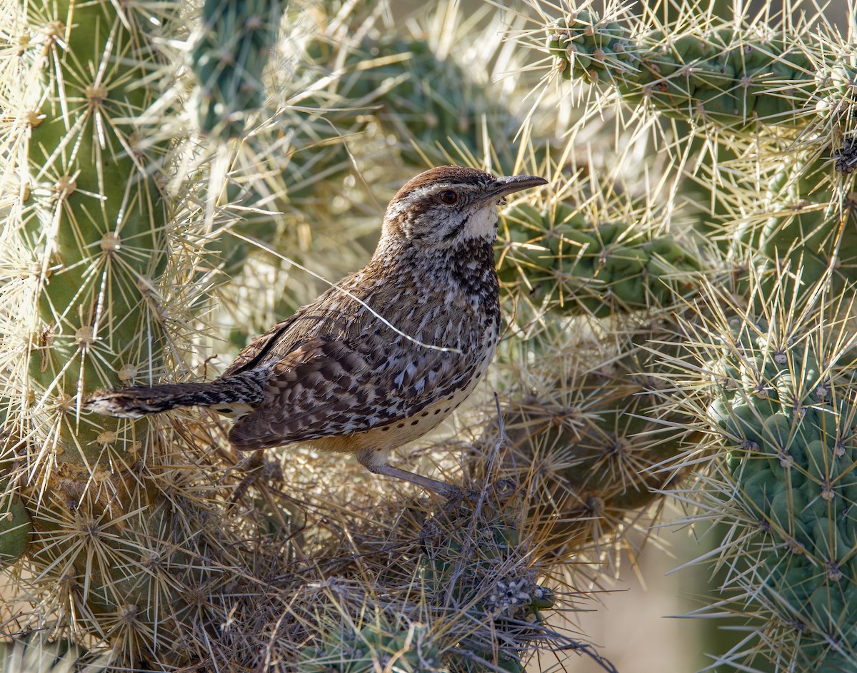 Cactus Wren - ML635304675