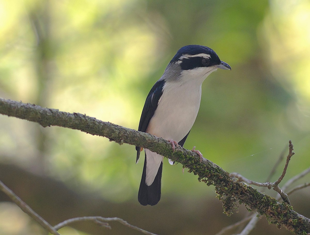 White-browed Shrike-Babbler (Himalayan) - ML635304757