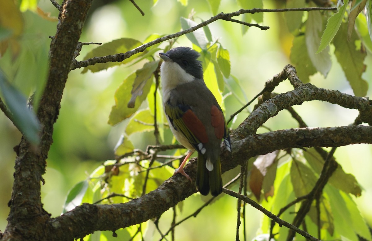 White-browed Shrike-Babbler (Himalayan) - ML635304758
