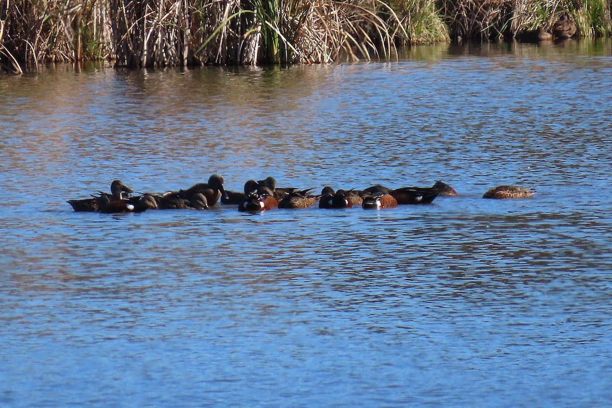 Canard bridé - ML635304784