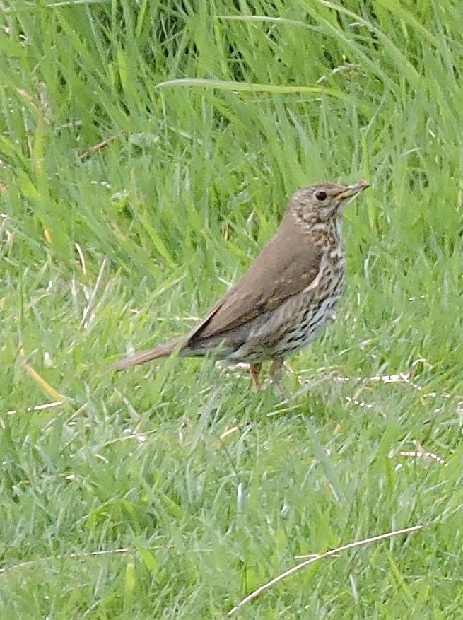Mistle Thrush - ML635304829