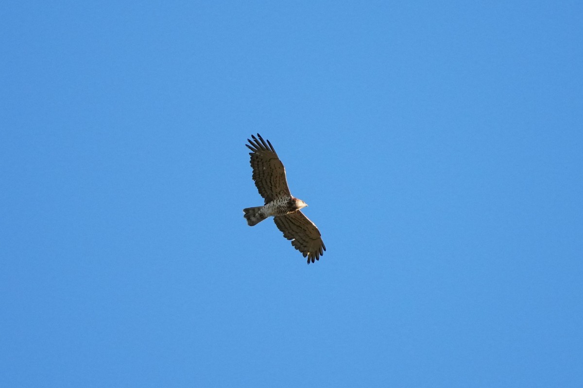 Short-toed Snake-Eagle - ML635304952