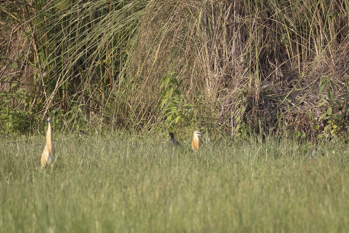 Black Crake - ML635304972