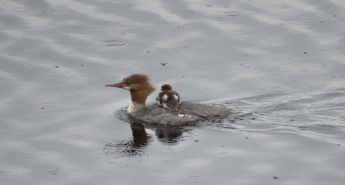 Common Merganser - Annie Lavoie