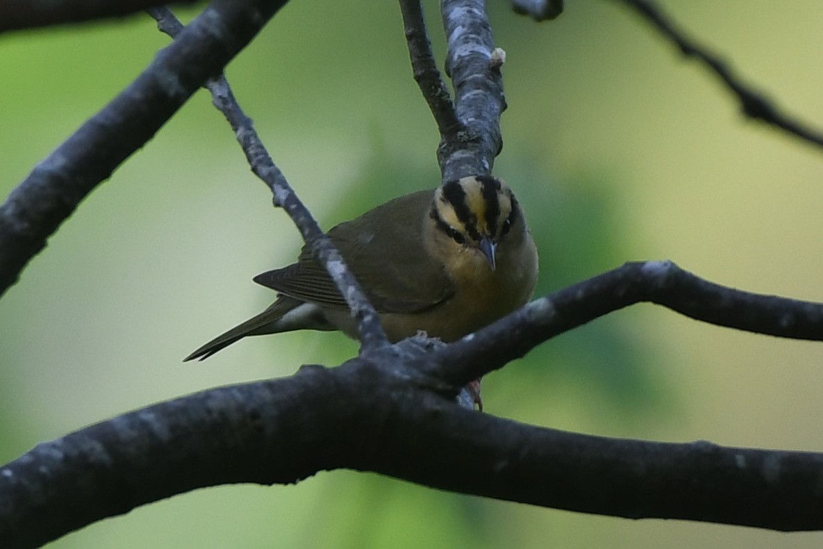 Worm-eating Warbler - ML635305010