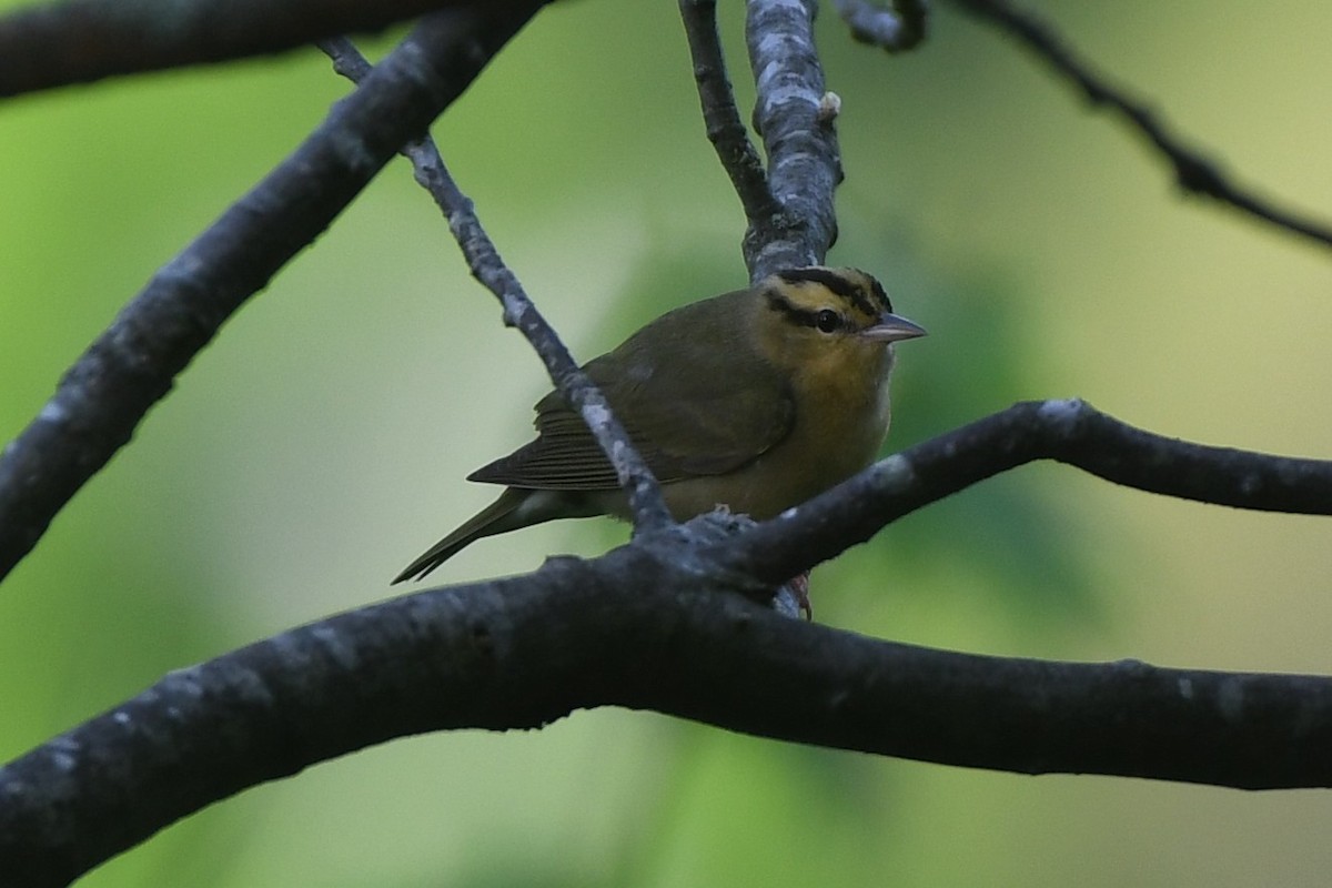 Worm-eating Warbler - ML635305011