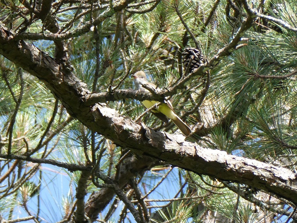 Great Crested Flycatcher - ML635305017
