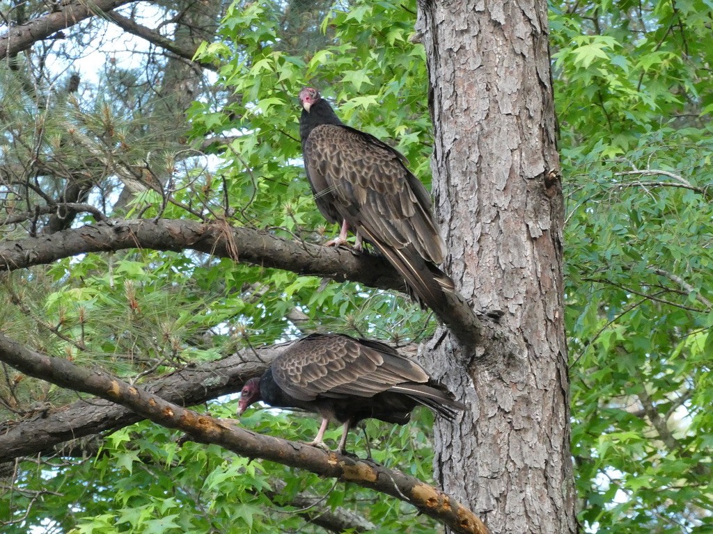 Turkey Vulture - ML635305021