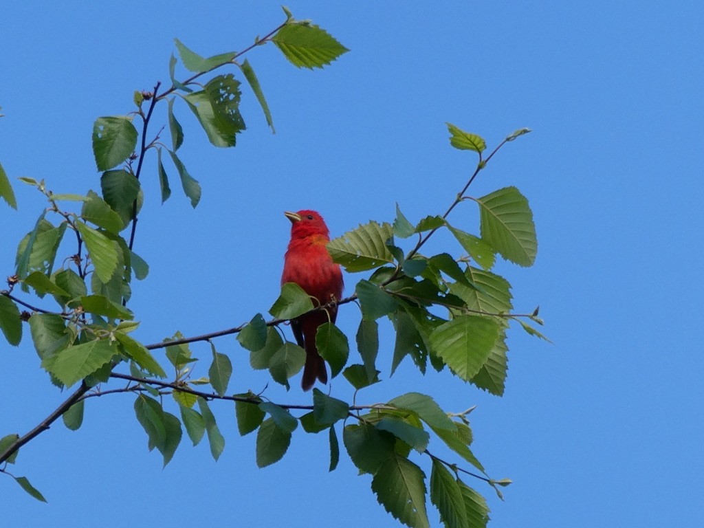 Summer Tanager - ML635305027