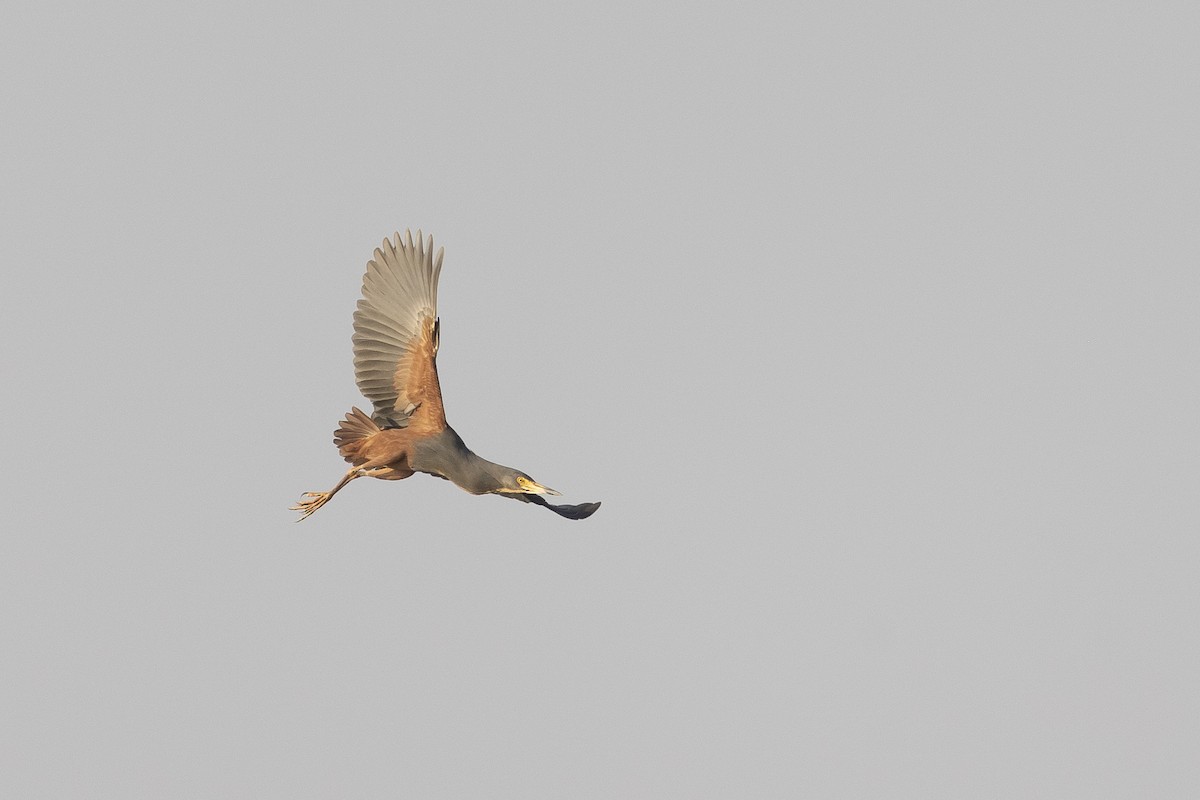 クロアマサギ - ML635305054