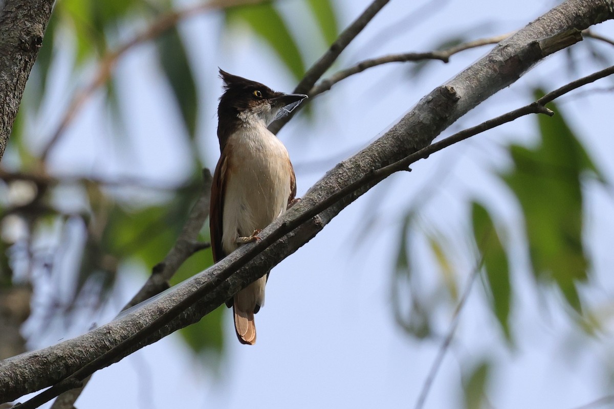 Black-and-white Shrike-flycatcher - ML635305098