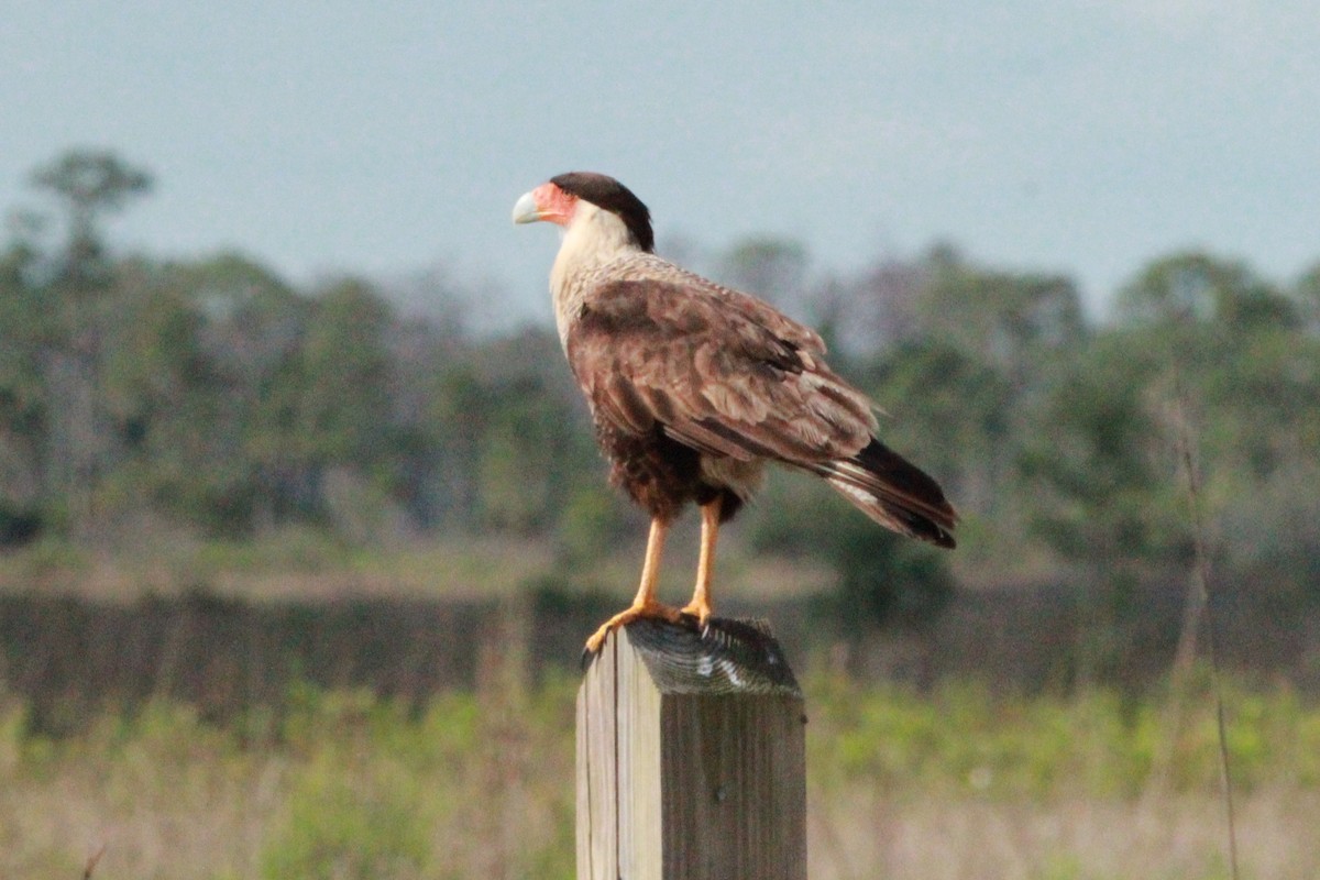 Crested Caracara - ML635305127