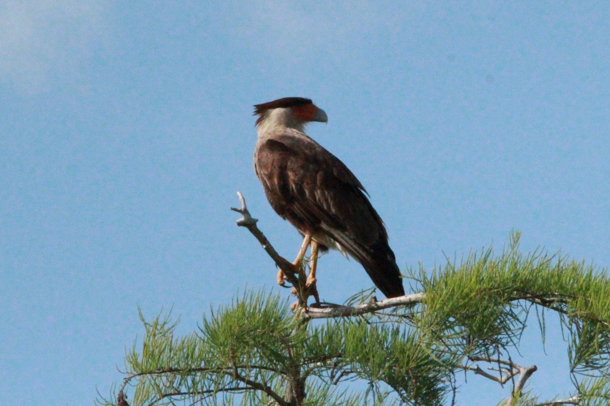 Crested Caracara - ML635305136