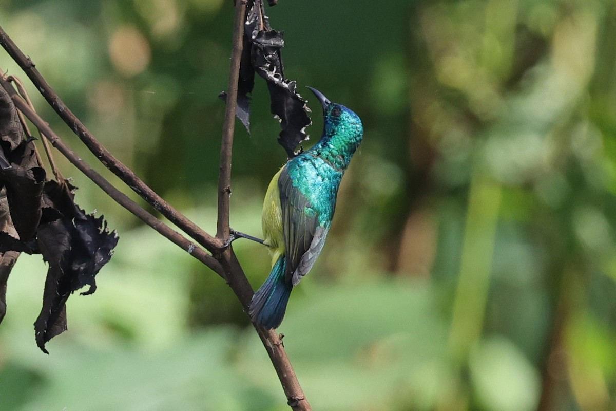 Collared Sunbird - ML635305139