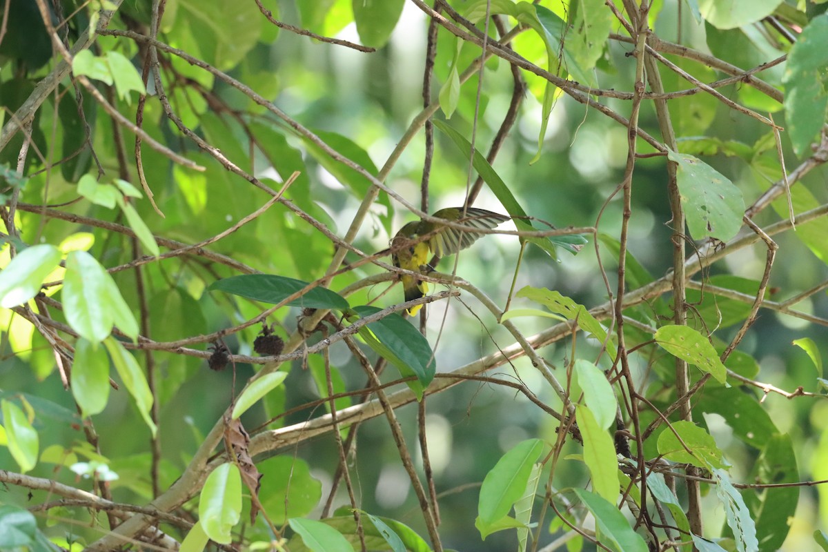 Black-headed Bulbul - ML635305140