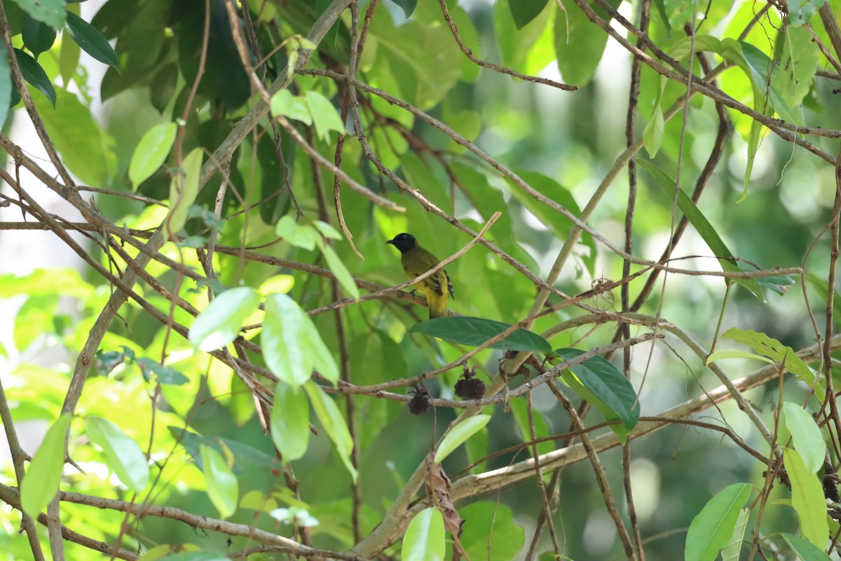 Black-headed Bulbul - ML635305151