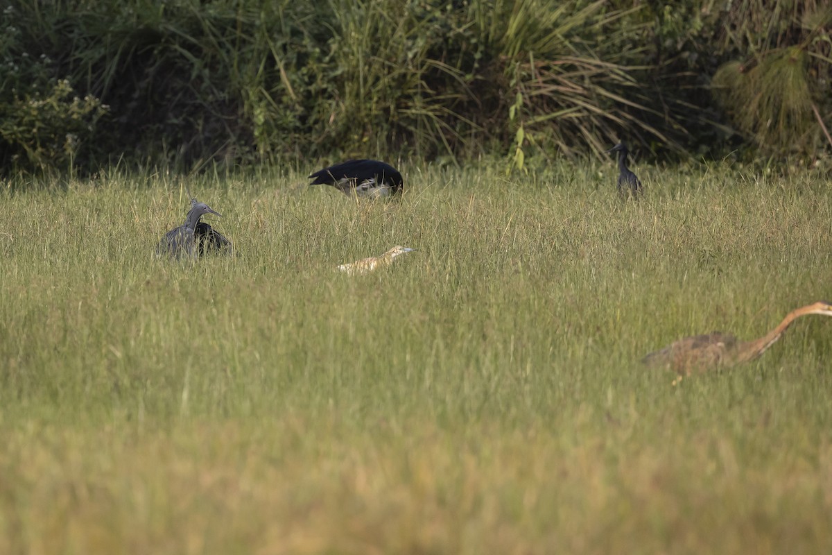 Black Heron - ML635305157