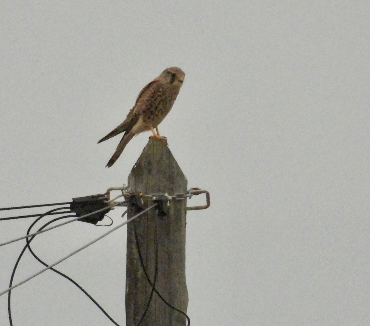 Eurasian Kestrel - ML635305261