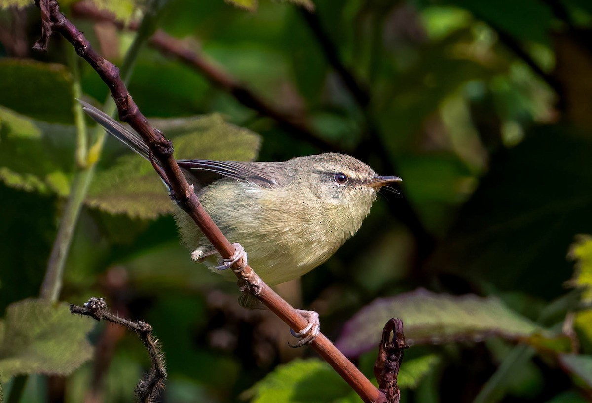 Yellow-bellied Warbler - ML635305299