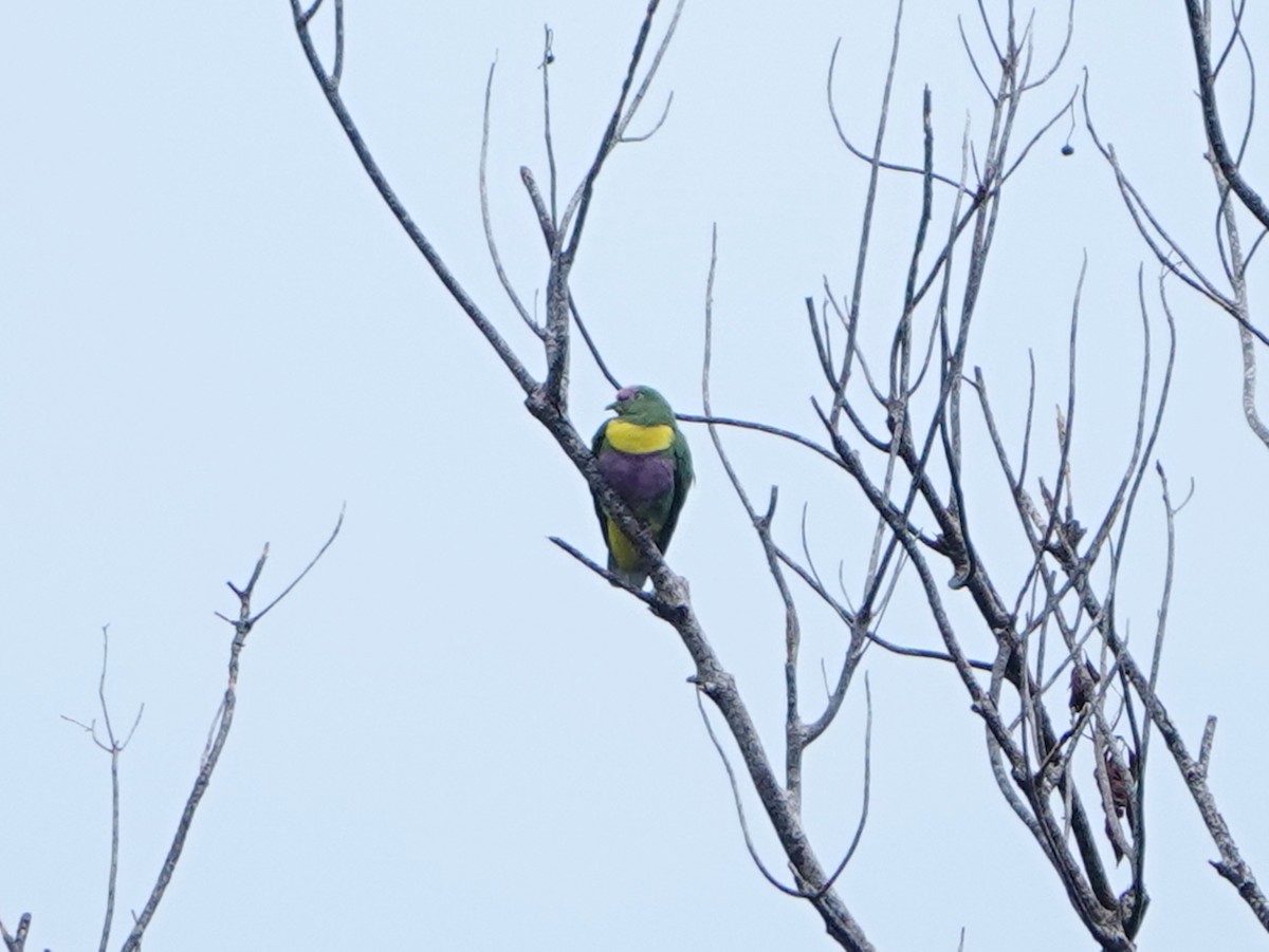 Yellow-bibbed Fruit-Dove - ML635305521