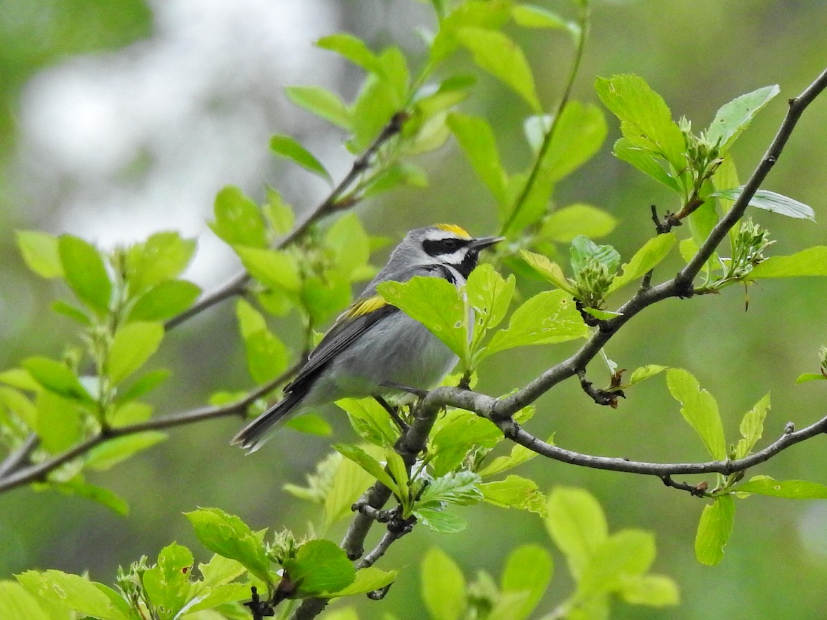 Golden-winged Warbler - ML635305580