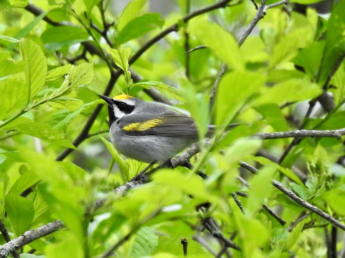 Golden-winged Warbler - ML635305590