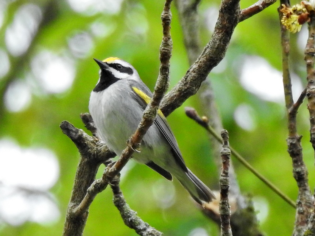 Golden-winged Warbler - ML635305611