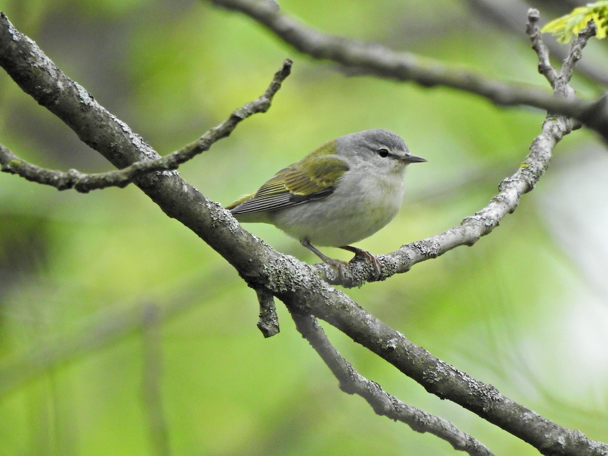 Tennessee Warbler - ML635305628