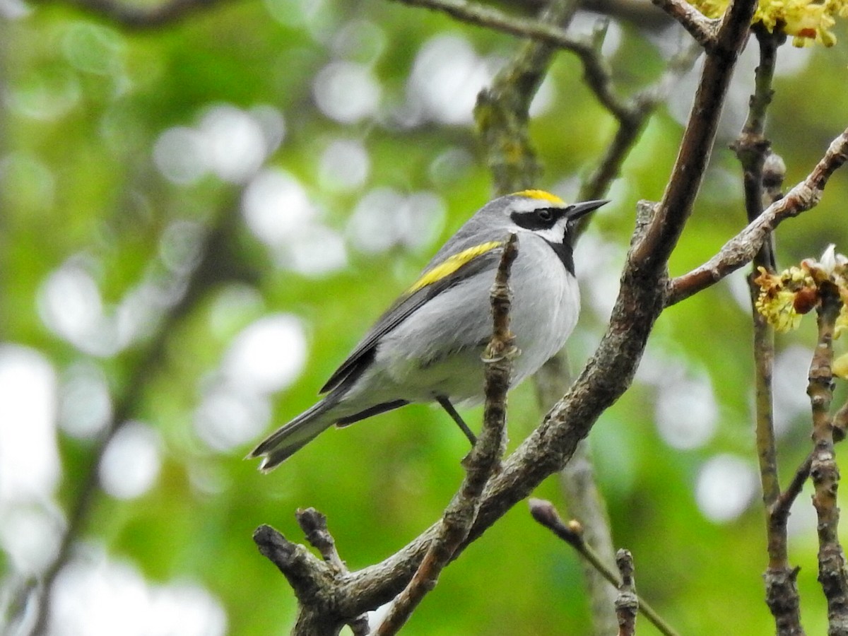 Golden-winged Warbler - ML635305703