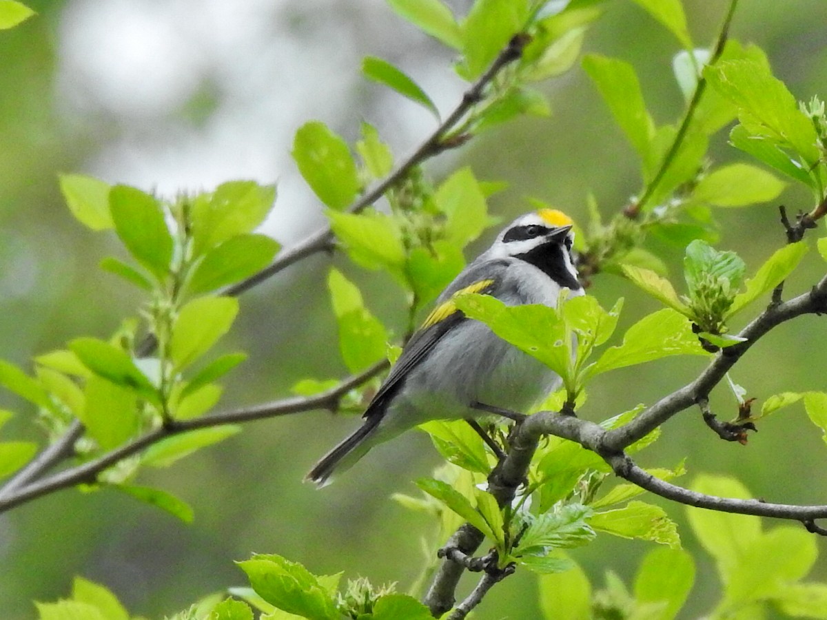 Golden-winged Warbler - ML635305714