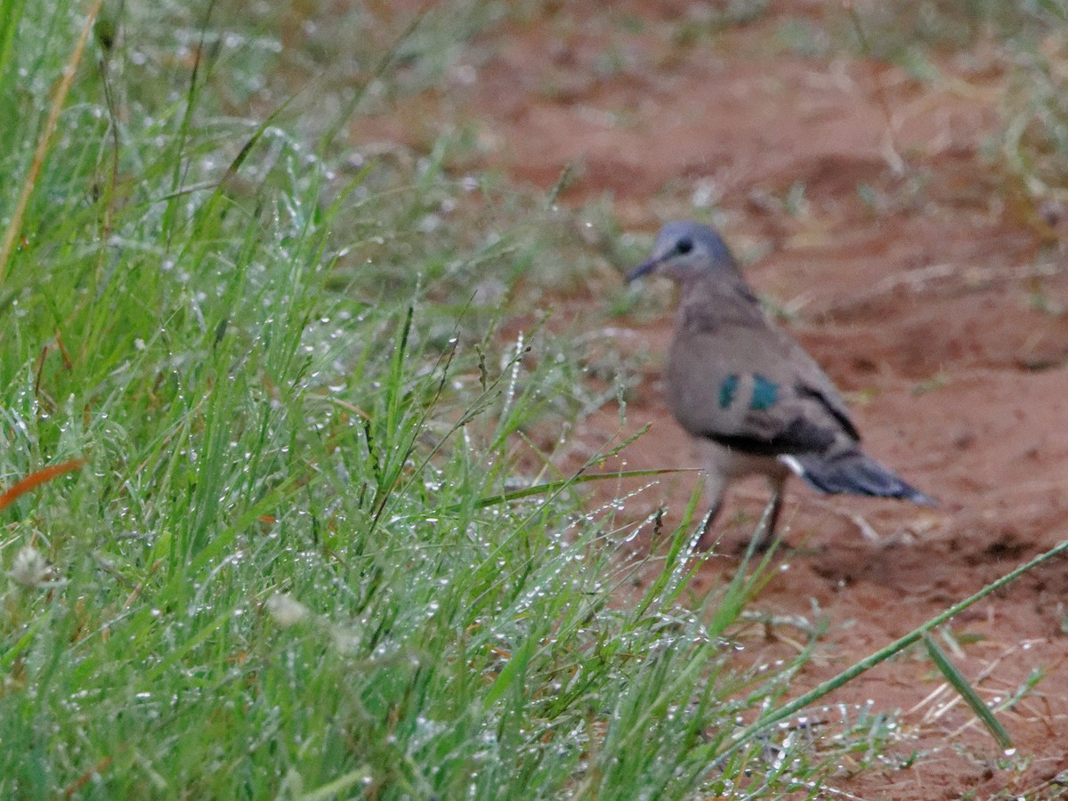 Emerald-spotted Wood-Dove - ML635305716