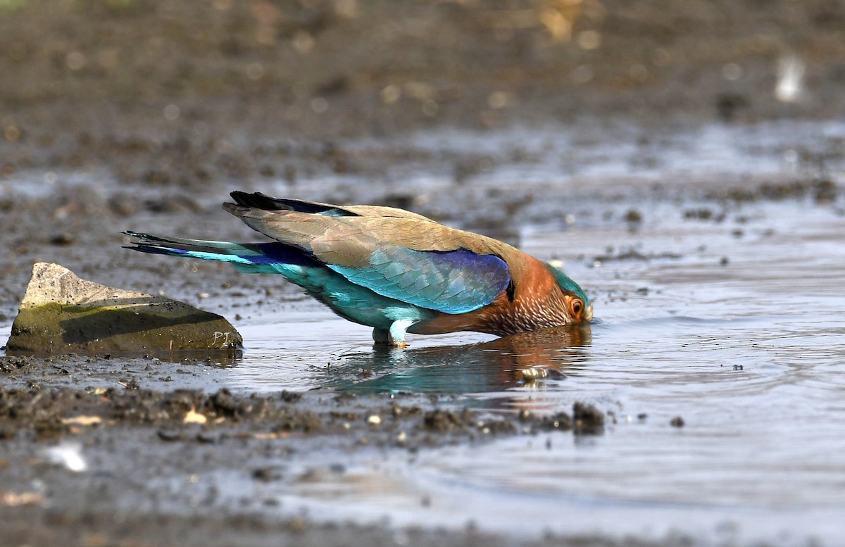 Indian Roller - ML635305734