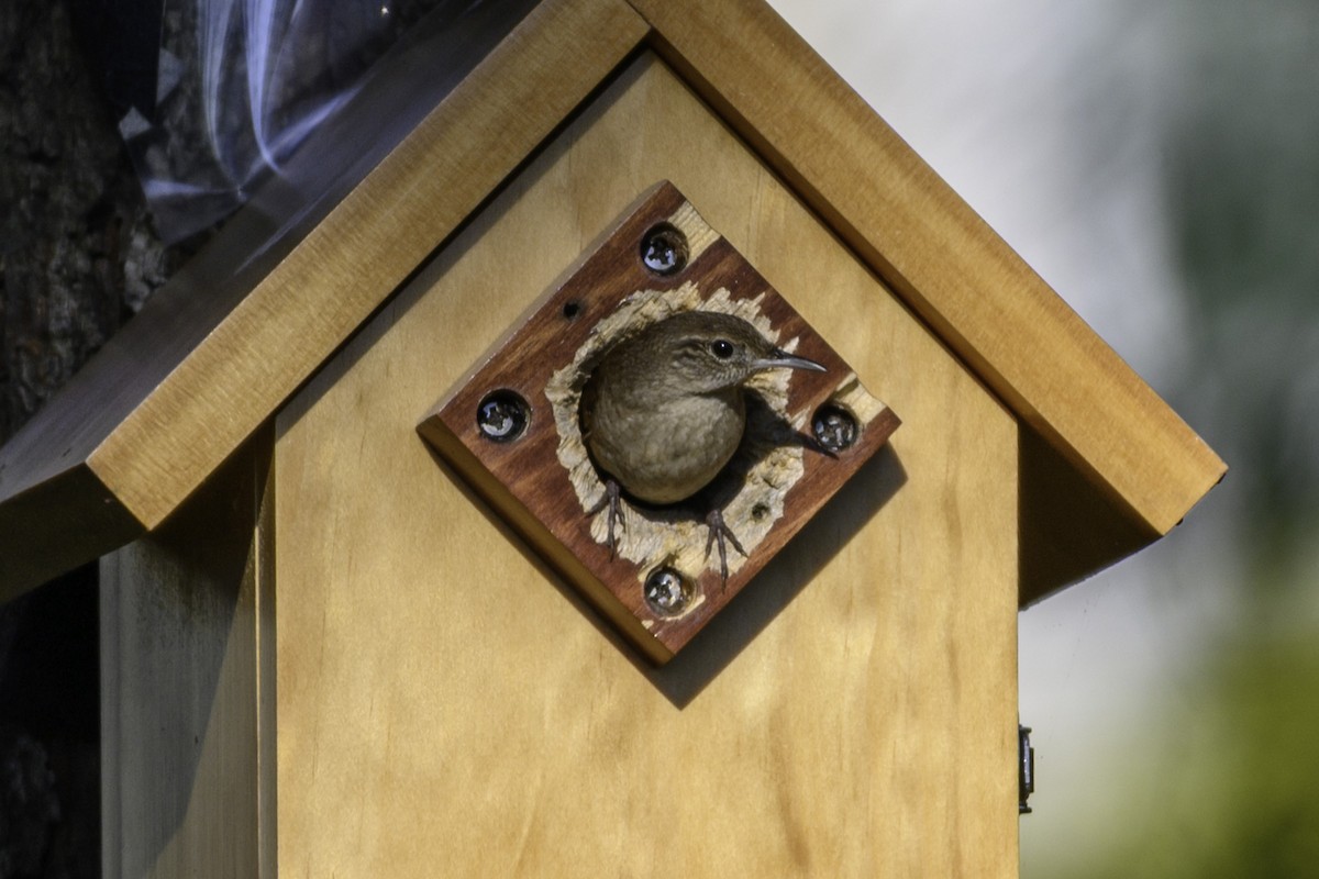 Northern House Wren - ML635305736