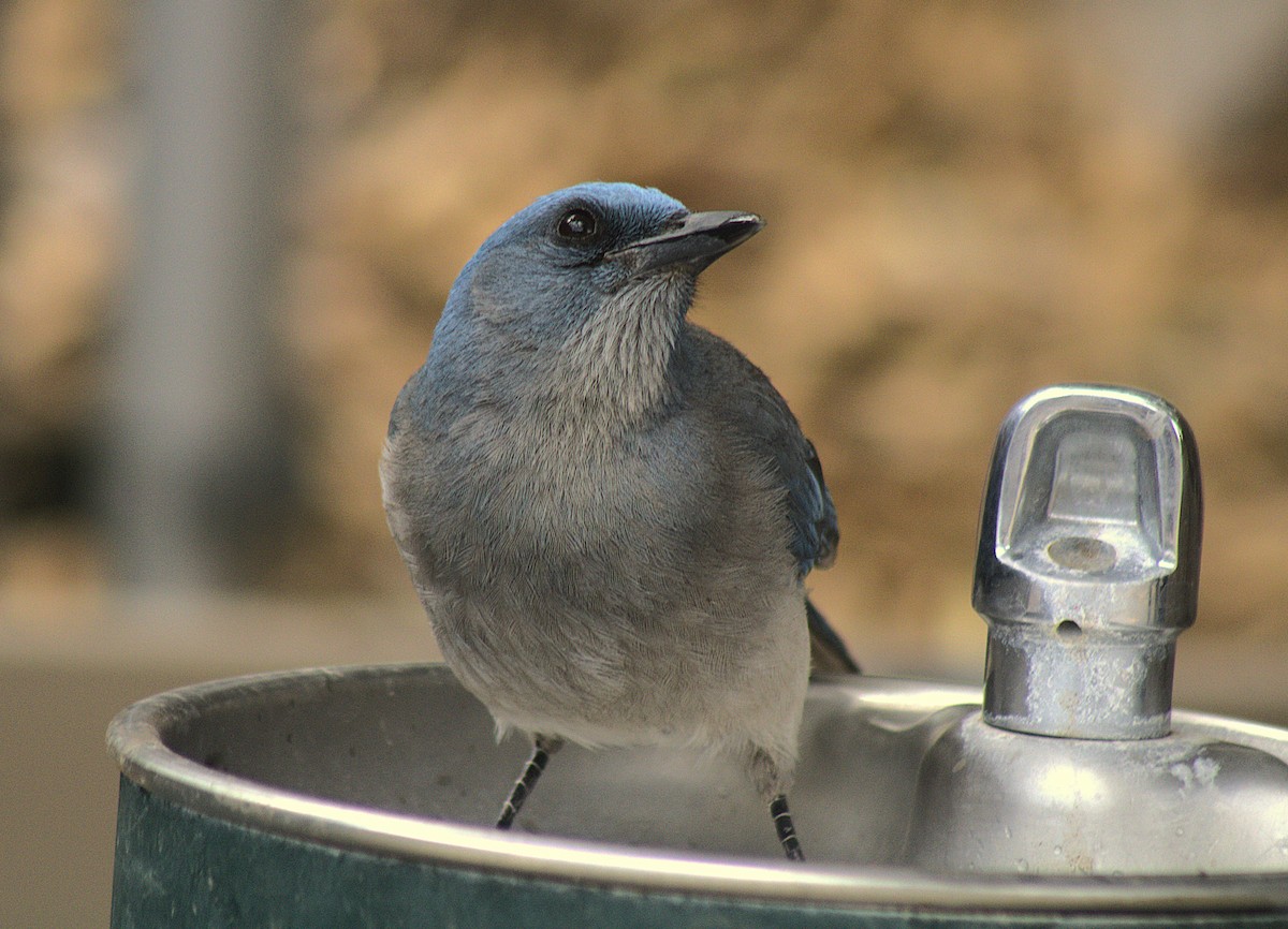Mexican Jay - ML635305754