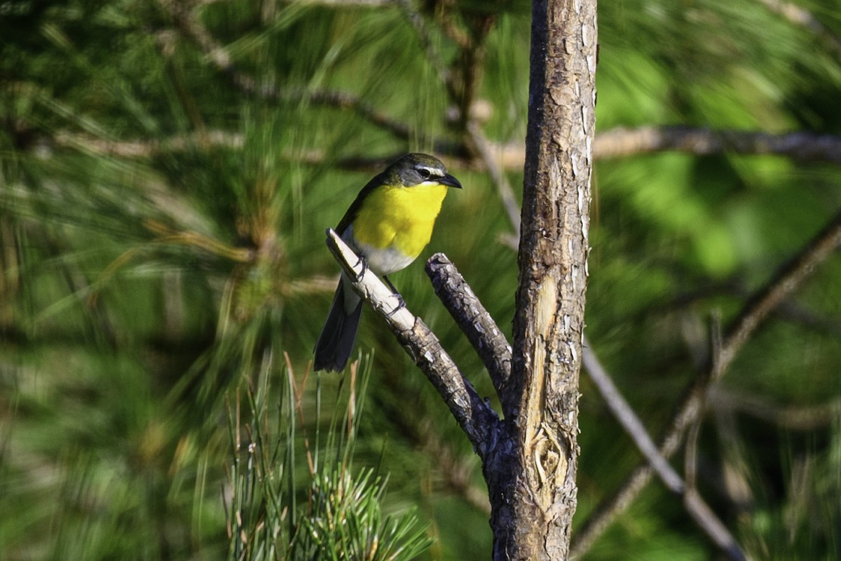 Yellow-breasted Chat - ML635305791