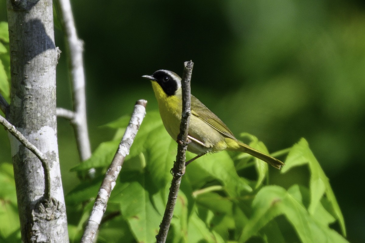 Common Yellowthroat - ML635305825
