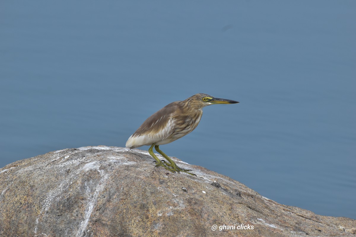 Indian Pond-Heron - ML635305838