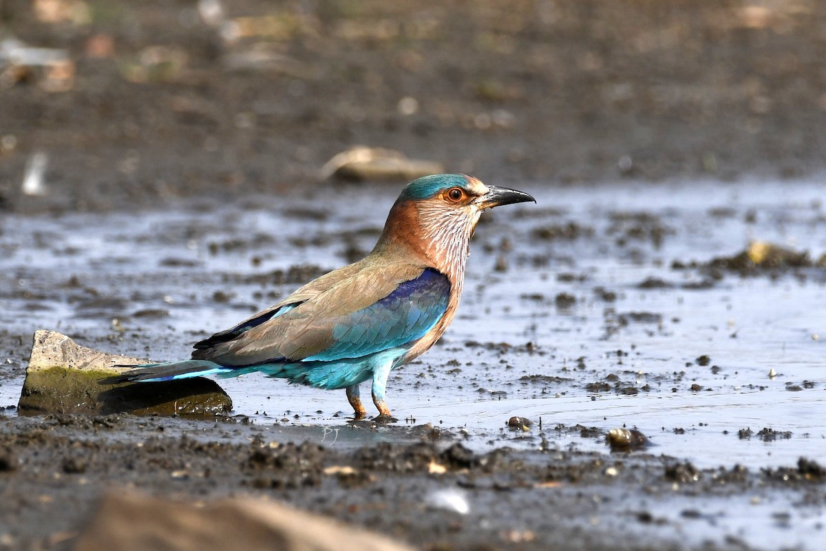Indian Roller - ML635305917