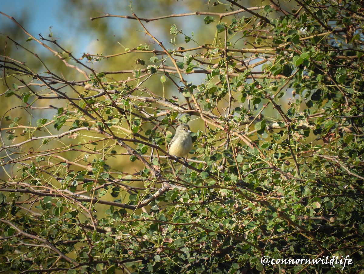African Penduline-Tit - ML635305918
