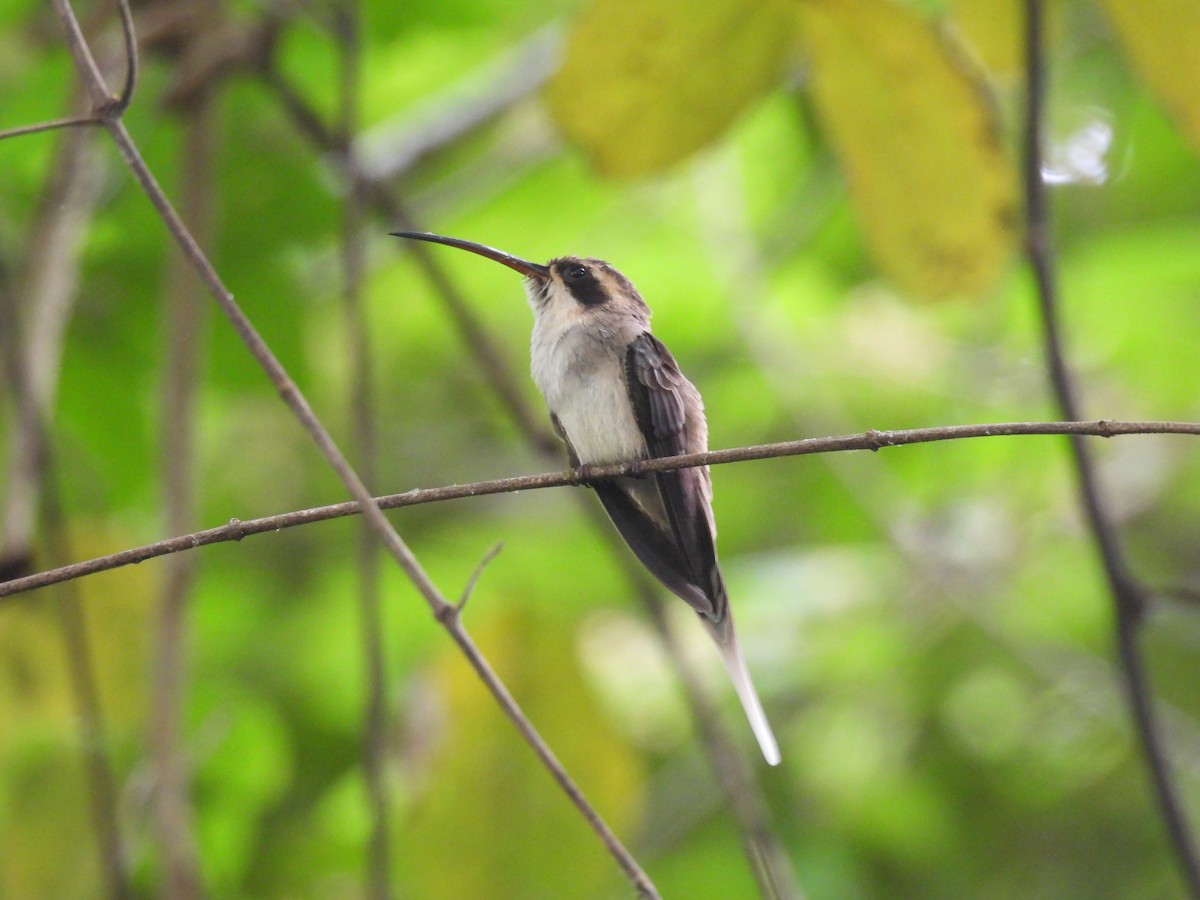 Pale-bellied Hermit - ML635305920
